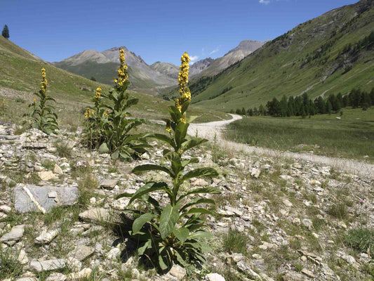 A Grass-Roots American Tradition