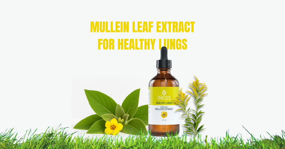 1NESS Organic Mullein Extract bottle (4oz) with fresh mullein leaves and yellow flowers on a clean background, labeled for healthy lungs support.