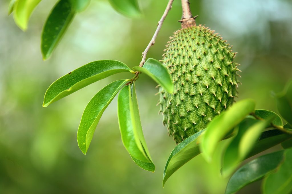 Soursop & Safety