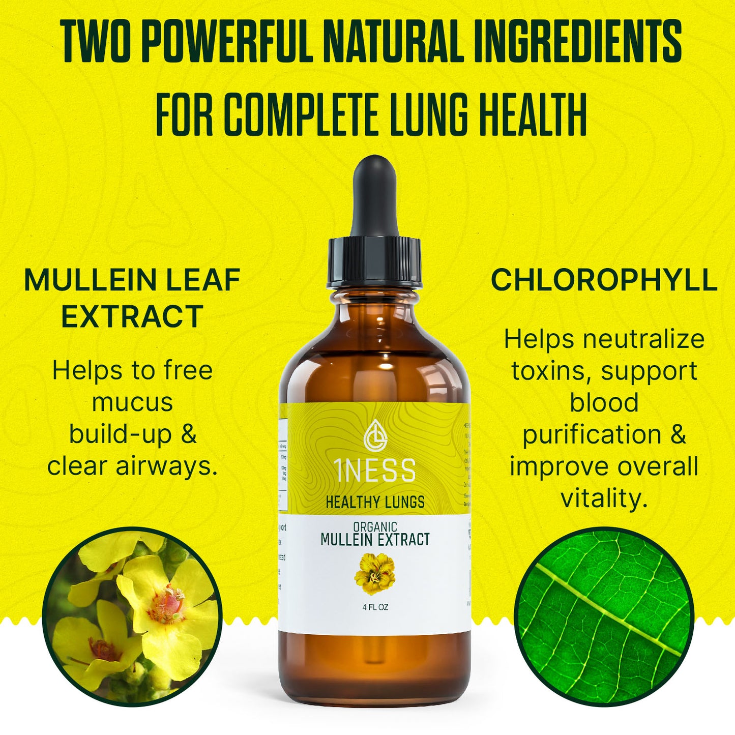 Mullein Tincture + Lung Health Frequency Album