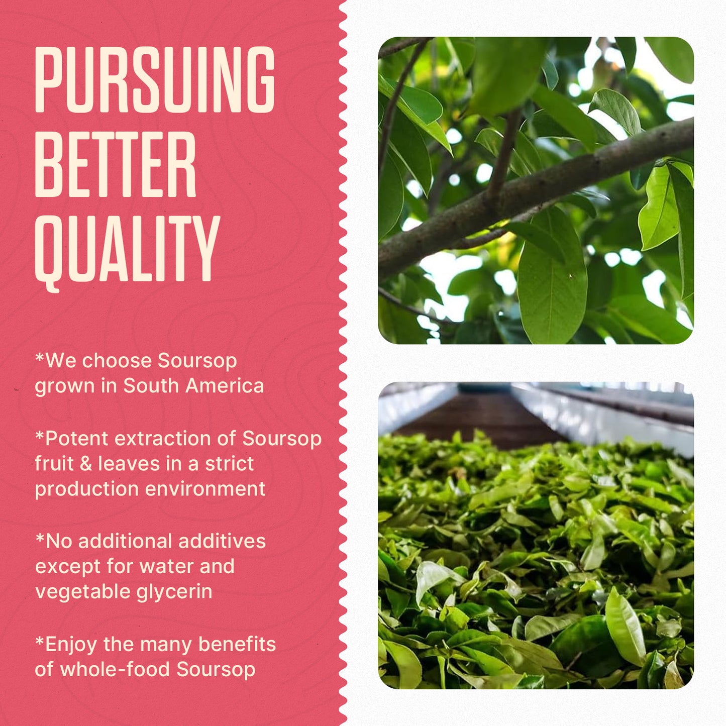 Soursop Tincture + Gut Health Frequency Album